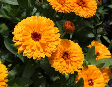 Miniatura: Marzec to ostatni dzwonek. Te kwiaty...