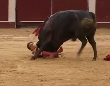 Miniatura: Znany hiszpański matador zaatakowany przez...