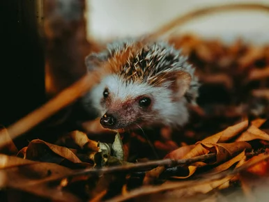 Miniatura: QUIZ Co zimą robią zwierzęta w Polsce? 10...