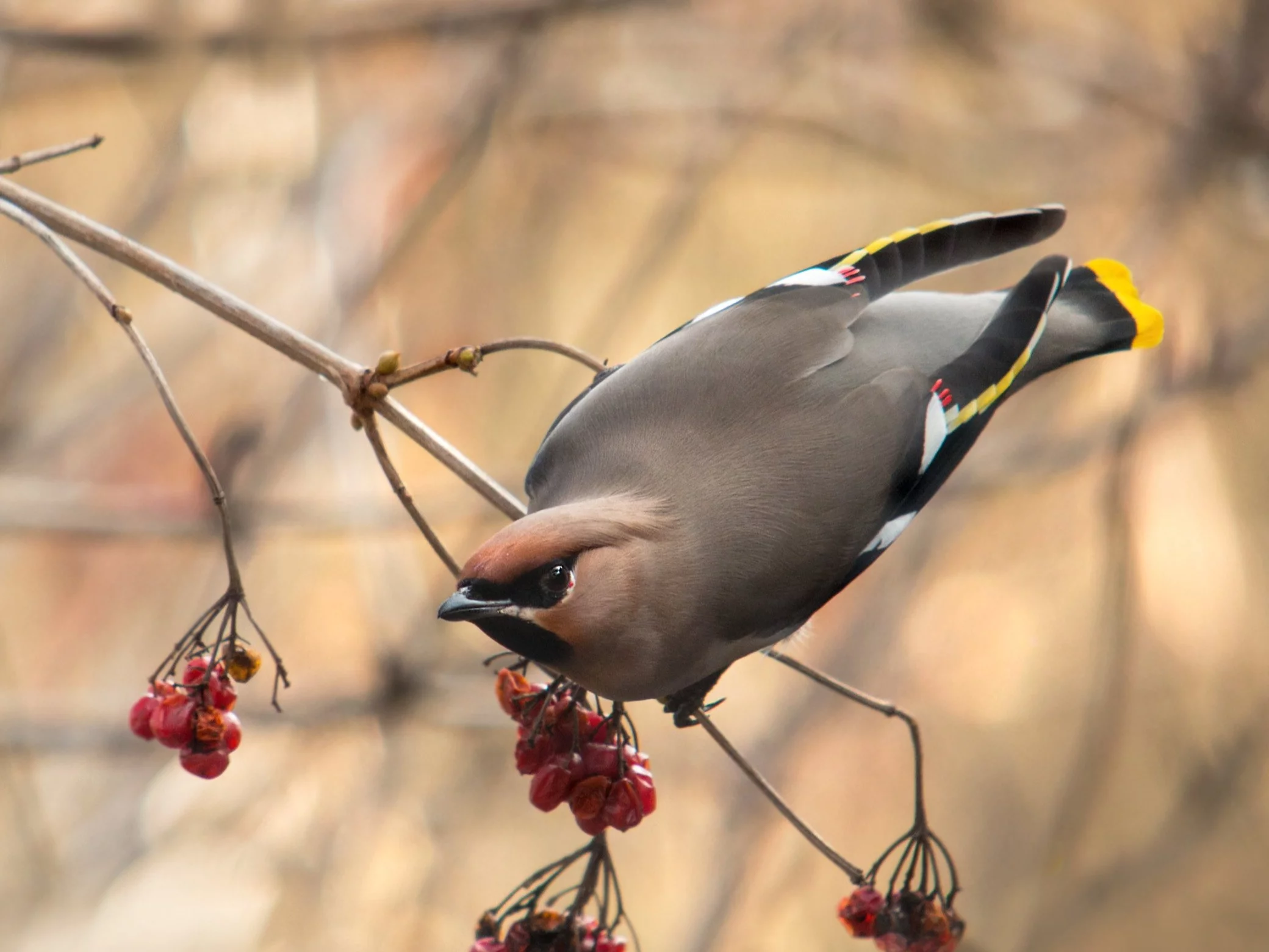 Te ptaki można spotkać w Polsce. Znasz ich nazwy?