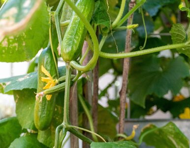 Miniatura: Wystarczą drożdże i serwatka, by ogórki...