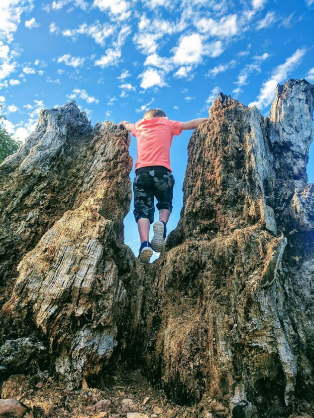 To nie Photoshop. Mały gigant wspina się na spróchniały pień drzewa 