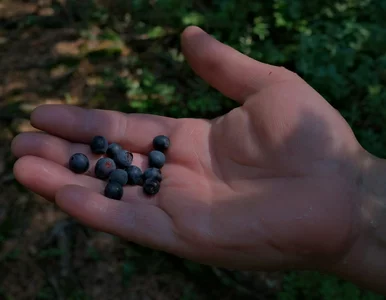 Miniatura: Niesamowite zbiory w polskich lasach....