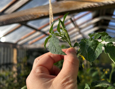 Miniatura: Sekret dorodnych pomidorów. Dlaczego...