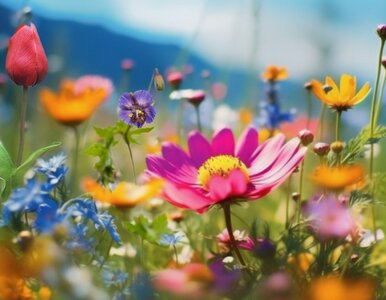 Miniatura: Quiz z wiedzy ogólnej. Powitasz wiosnę z...