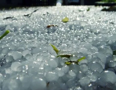 Miniatura: Podziurawione dachy i zniszczone uprawy....
