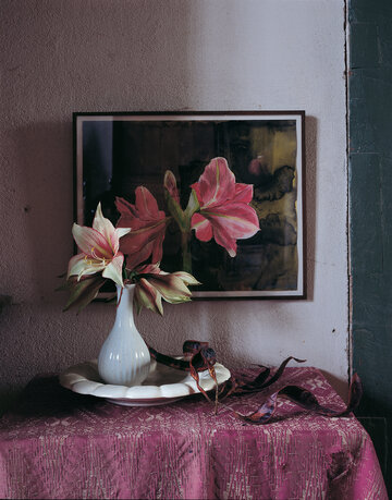 Hippeastrum