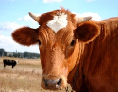 Miniatura: Nie wpuścili krowy do parlamentu