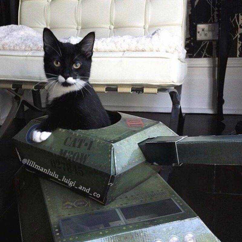 Kot w czołgu 