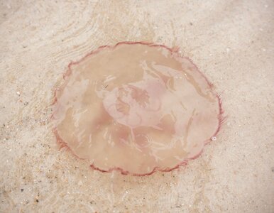 Miniatura: Zatoka Meksykańska kryje giganty. Biolodzy...