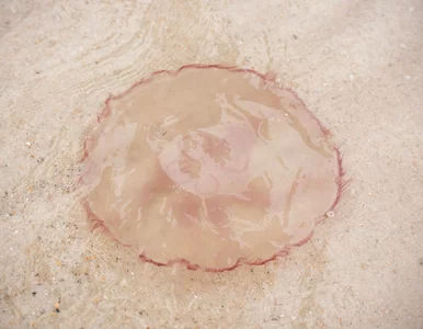 Miniatura: Zatoka Meksykańska kryje giganty. Biolodzy...