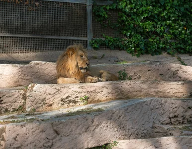 Miniatura: „Niczym przeziębienie, kasłały”. Lwy z zoo...