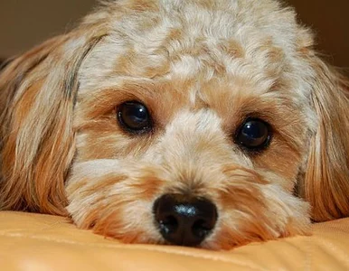 Miniatura: Psy mają własny kanał telewizyjny. W Izraelu