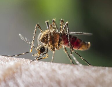 Miniatura: Zbliża się szczyt rozwoju komarów. Jak się...
