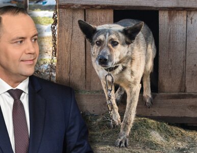 Miniatura: Ustawa łańcuchowa zawetowana. „Psy na...