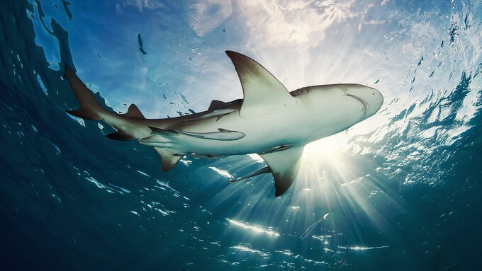 W 1988 roku zadebiutował kultowy “Shark Week” – blok programów poświęconych w pełni tematyce rekinów