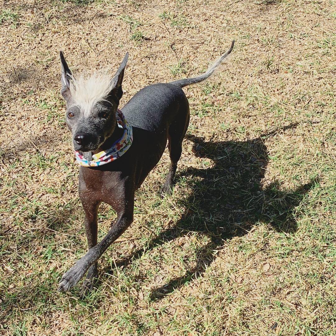 Maya Poke Xoloitzcuintle 