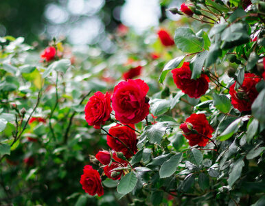 Miniatura: Moje róże przemarzły podczas kwietniowych...
