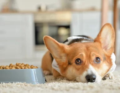 Miniatura: Szokujące odkrycie w karmie dla psów i...