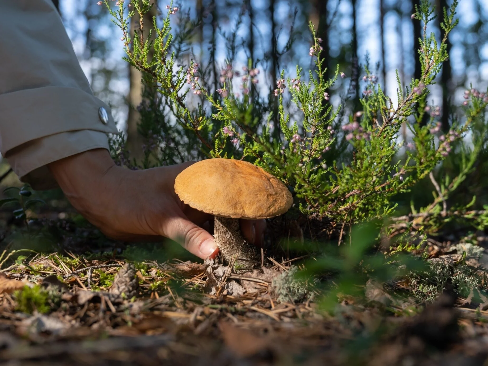 Quiz dla prawdziwych grzybiarzy