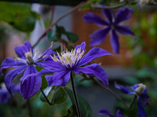 Powojnik, clematis