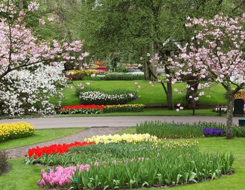 Ogród tulipanowy w holenderskim Lisse 