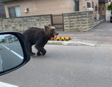 Miniatura: Japonia. Niedźwiedź biegał po ulicach,...