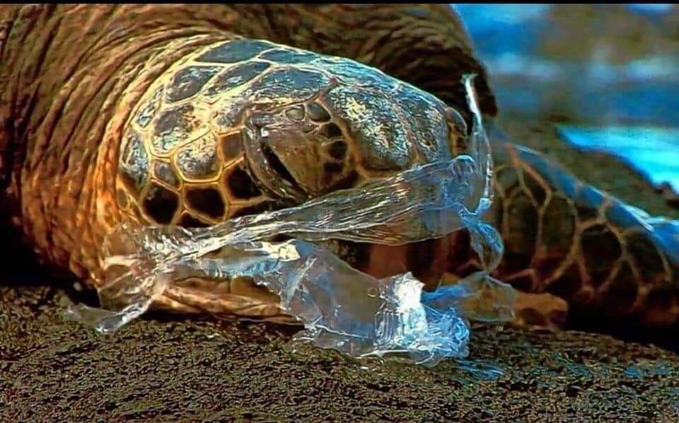 Śmieci z oceanów i zwierzęta 