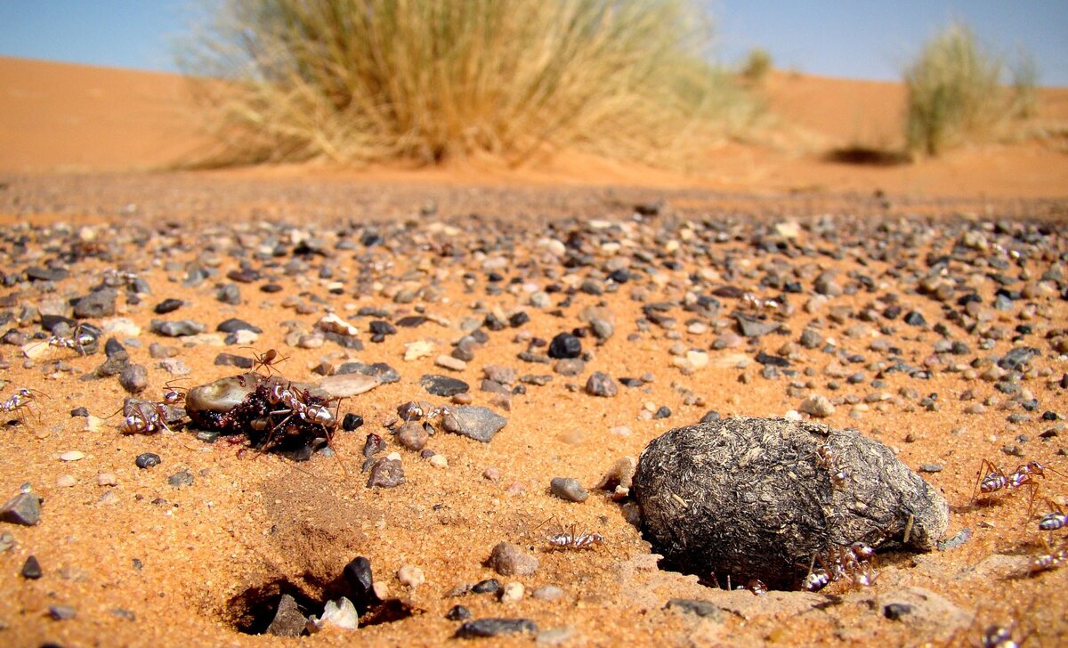 W takich warunkach żyją saharyjskie mrówki srebrne (Cataglyphis bombycina) 