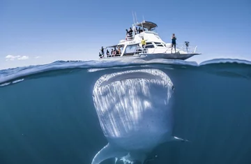 Podwodne zdjęcia z wybrzeży Australii i Nowej Zelandii 