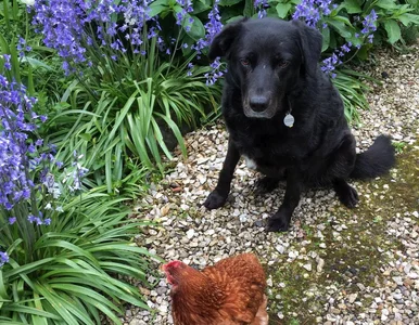 Miniatura: Labrador znalazł sposób na samotność....
