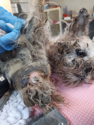 Miniatura: Psy były na skraju życia i śmierci. Teraz...