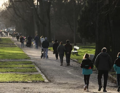 Miniatura: Pogoda zwariowała. W Nowy Rok wystąpiła...