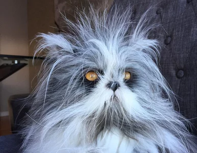 Miniatura: Atchoum to jedyny znany kot z syndromem...