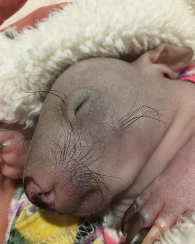 Malutki wombat 