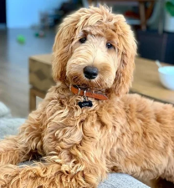 Goldendoodle - połączenie golden retriever'a i pudla 