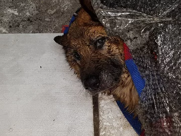 Do zdarzenia doszło w miejscowości Brwilno w gminie Nowy Duninów 