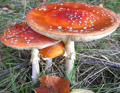 Miniatura: Nieudane grzybobranie Napieralskiego