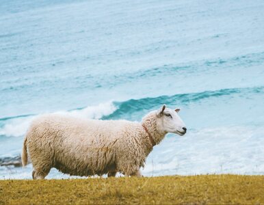 Miniatura: Najbardziej samotna owca na świecie...