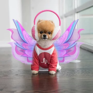 Jiffpom 