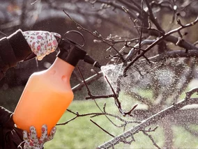 Miniatura: Zrób ten oprysk w marcu. Ogrodnicy mówią:...