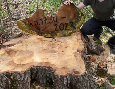Miniatura: Jodła miała 337 lat, trafiła pod topór....