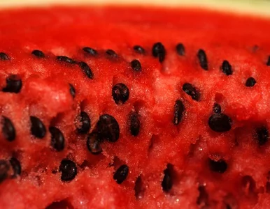 Miniatura: Melon nazwano na cześć prezydenta "Opiekunem"