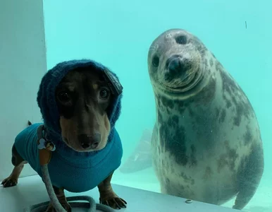 Miniatura: Jamnik zaprzyjaźnił się z foką. Pozowali...