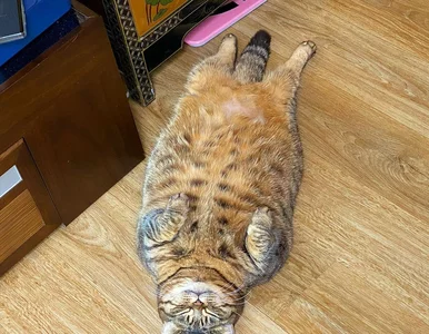 Miniatura: Manggo przypomina komiksowego Garfielda....