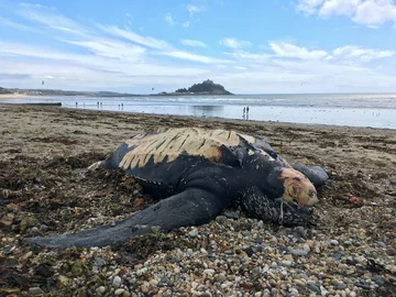 Żółw skórzasty znaleziony na plaży 