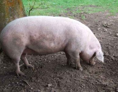 Miniatura: Klasyczny pomór świń na Litwie