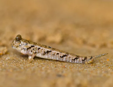 Miniatura: Ryby, które chodzą po lądzie. Naukowcy...