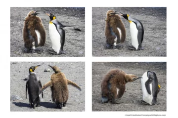 Finaliści konkursu Comedy Wildlife Photo Awards 2021 