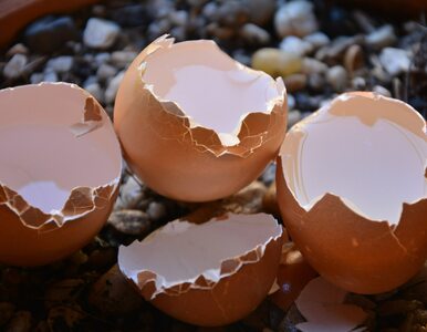 Miniatura: Nawóz ze skorupek jajek zasili rośliny...